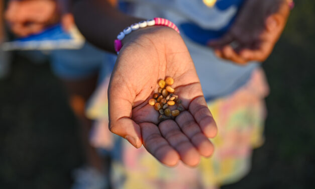 Mason Hosts Third Annual Bluebonnet Stomp